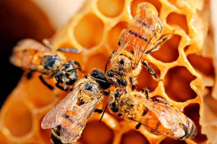 la colmena de abejas escritoras